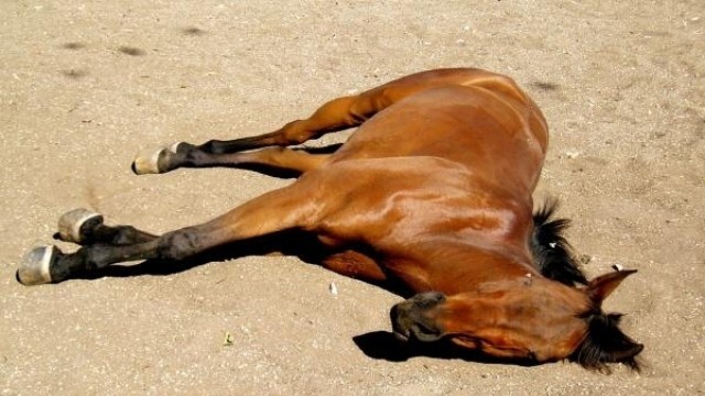Задържаха затворнически надзирател за жестокото убийство на седемте коня