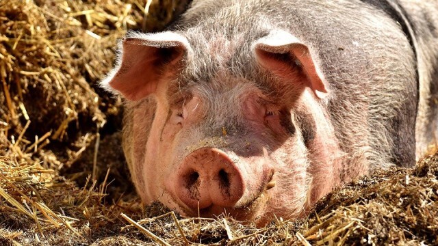ЕК облекчи ограниченията при производството и търговията на свине и свинско месо