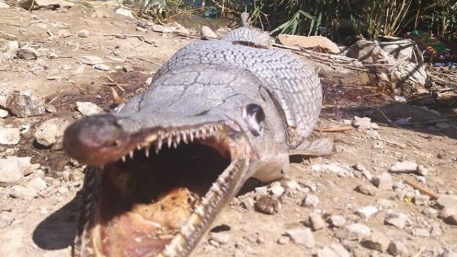 Странно същество, наподобяващо алигатор, открито край язовир в Северен Кипър