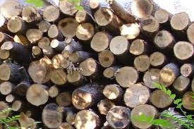 В Бреница откриха бракониерска дървесина