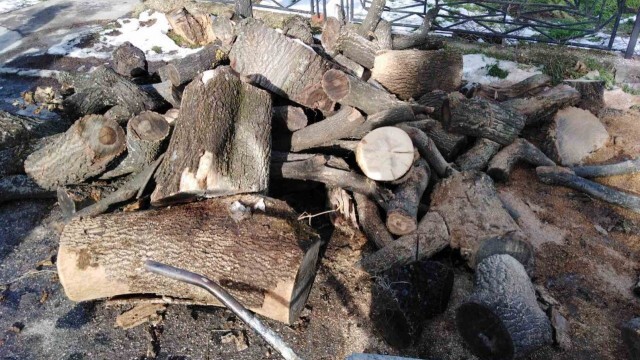 Ръст на кражбите на дървесина в Беленско през първото полугодие